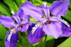 鸢尾花的花语和传说