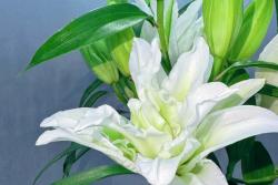 白百合花的花语和寓意