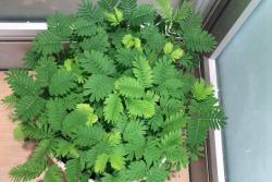 如何养好含羞草盆栽