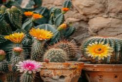 仙人掌的花语和象征寓意