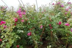 1.5米高度藤本月季价格,基地批发1.5米高度藤本月季价格便宜