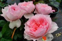 月季花什么时候开花，一年开几次