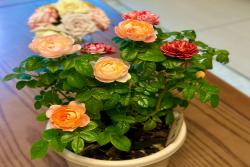 五彩斑斓的月季——果汁飞溅