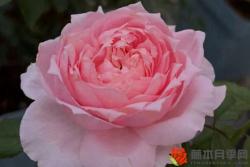 月季花什么时候开花，一年开几次