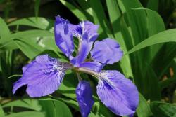 鸢尾花的花语和传说