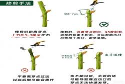 月季花修剪方法图解