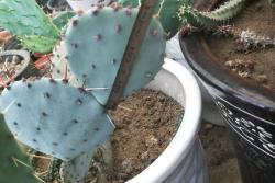 仙人掌的花语和象征寓意