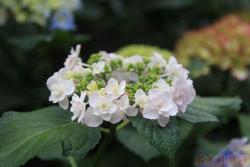 白色绣球花的花语是什么