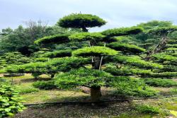 罗汉松怎么养才能长得好