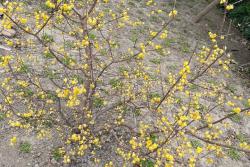 冬天有什么花开(冬季耐寒花卉推荐)