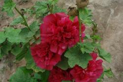 马洛葵种子什么时候播种好