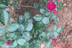 4公分树状月季价格到底是多少, 产地4公分树状月季价格