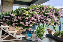 盆栽蓝色阴雨爆花指南