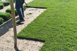 多年生黑麦草多少天可以成坪