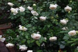 春季如何给月季抹芽