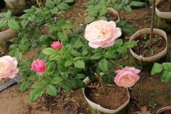 欧洲月季花苗批发零售