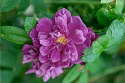英国“园艺世界”节目推荐9大芳香月季