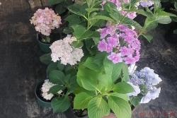 绣球花的扦插时间和方法