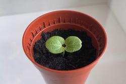 蜀葵种子发芽过程(多图)