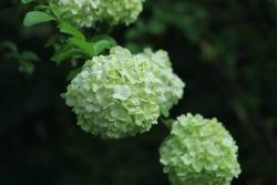 木本绣球花耐寒吗