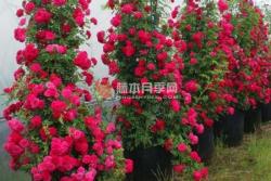 红木香可以盆栽吗(红木香盆栽还是地栽好)
