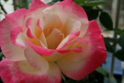 大花月季盆栽苗1.2-1.8元一棵，大量供应