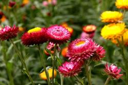 麦杆菊种子播种几天发芽,多久开花