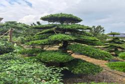 罗汉松怎么养才能长得好