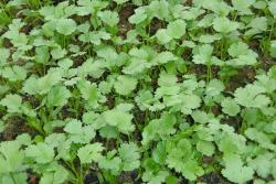 家庭种植香菜的方法和步骤