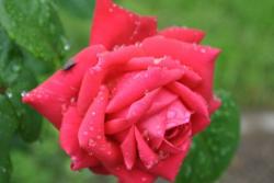 东阳市的市花是什么花(月季花)