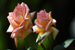 月季花夏季养护的五个禁忌