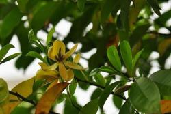 含笑花花期是几月份