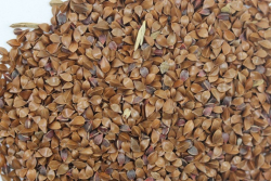 鲁梅克斯什么时候播种