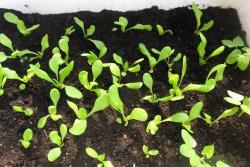 家庭种植香菜的方法和步骤