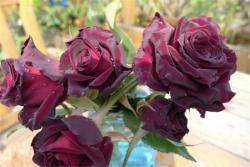 黑玫瑰的花语和象征寓意