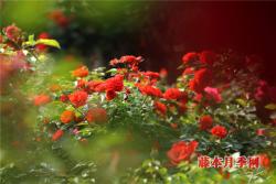 月季早春病虫害防治注意事项