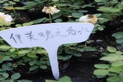 伊芙系列小苗开始出圃