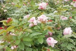 1.5米高度藤本月季价格,基地批发1.5米高度藤本月季价格便宜