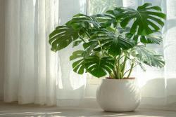 龟背竹的养殖方法和注意事项