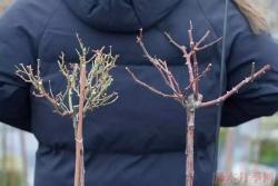 若待月季花开，2月份还需要做些什么？