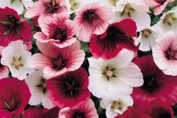 马洛葵一平方需要播种多少种子