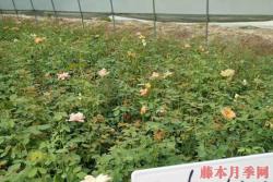 产地月季苗价格，目前市场上月季苗价格多少钱一棵