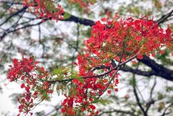 凤凰花什么时候开