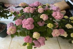 适合北方种植的绣球品种有哪些？