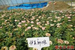 产地月季苗价格，目前市场上月季苗价格多少钱一棵