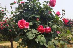 树状月季价格(2022年最新版)