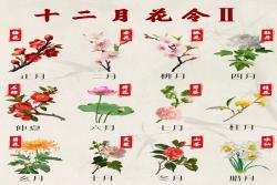 一月到十二月的花是什么花