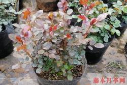 月季小苗价格是多少，批发零售大有区别