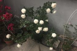 珍妮莫罗月季的优缺点分析