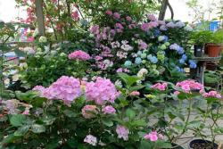绣球花苗什么时候种植好